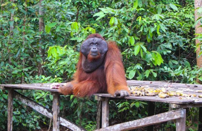 5 Things You Need to Know Before Trekking in Tanjung Puting National Park