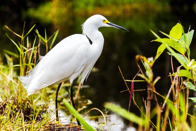 10 Must-See Sights in the Majestic Everglades