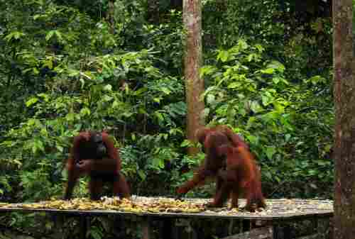 Top 8 Activities to Enjoy at Tanjung Puting National Park