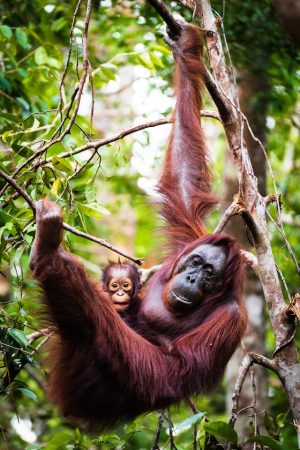 Tanjung Puting National Park: A Wildlife Lovers Paradise