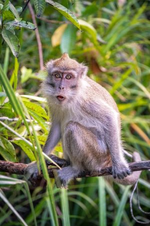 A Beginners Guide to Visiting Tanjung Puting National Park