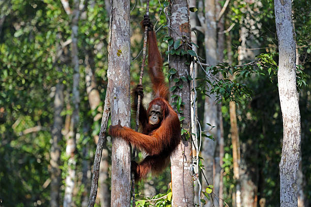 The Top 7 Instagram-worthy Spots in Tanjung Puting National Park