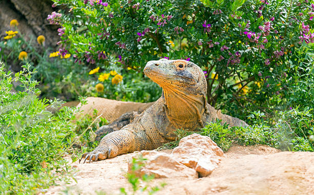 Komodo National Park: A Wildlife Lovers Paradise