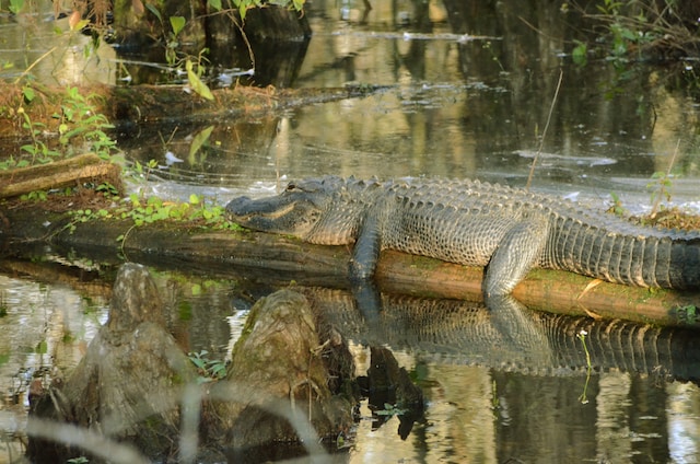 Reasons to Visit the Lush Beauty of the Everglades